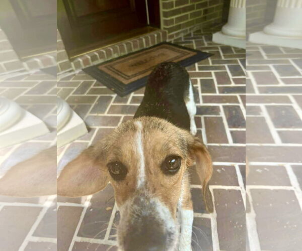 Medium Photo #3 Beagle-Unknown Mix Puppy For Sale in Westwood, NJ, USA