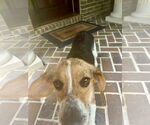 Small #2 Beagle Mix