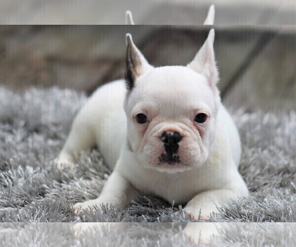 Medium Photo #2 French Bulldog Puppy For Sale in LINDEN, TN, USA