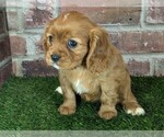 Small #12 Cavalier King Charles Spaniel