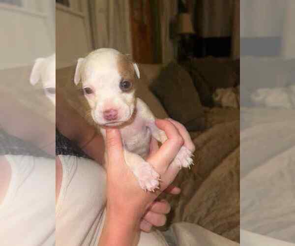 Medium Photo #3 Chihuahua-Unknown Mix Puppy For Sale in New York, NY, USA