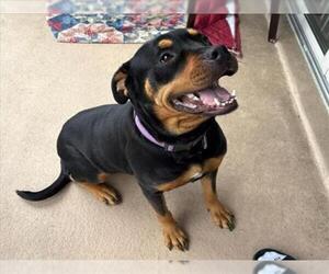 Rottweiler-Unknown Mix Dogs for adoption in Derwood, MD, USA