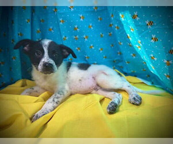 Medium Photo #3 Mutt Puppy For Sale in Pleasanton, TX, USA