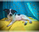 Small #2 Mutt