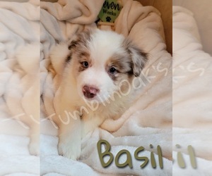 Medium Australian Shepherd
