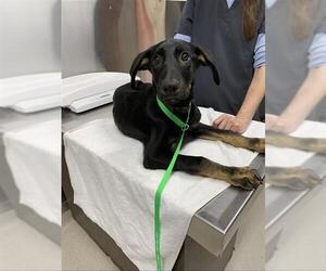 Shepweiller Dogs for adoption in Fairbanks, AK, USA