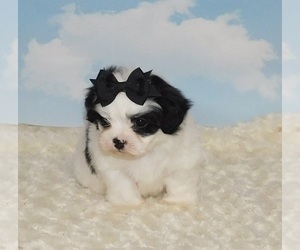 Zuchon Puppy for sale in WARRENSBURG, MO, USA