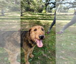 Small #3 Airedale Terrier Mix