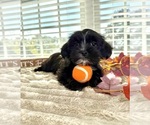 Small #2 Maltipoo