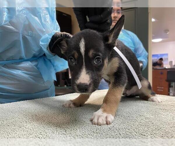 Medium Photo #1 American Pit Bull Terrier Puppy For Sale in Pasadena, CA, USA