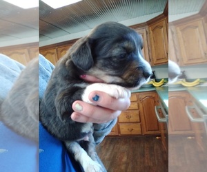Miniature Australian Shepherd Puppy for sale in COUCH, MO, USA