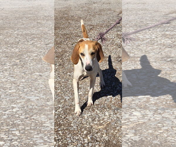 Medium Photo #9 Mutt Puppy For Sale in Rustburg, VA, USA