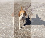 Small #8 Mutt