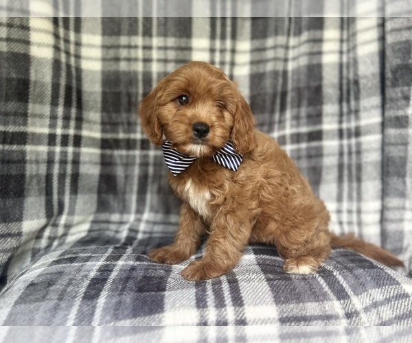 Medium Photo #8 Cavapoo Puppy For Sale in LAKELAND, FL, USA