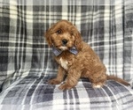 Small #7 Cavapoo