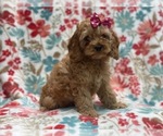 Small #6 Cockapoo
