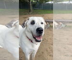 Small #16 Great Pyrenees Mix