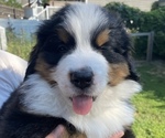 Puppy Blossom Bernese Mountain Dog
