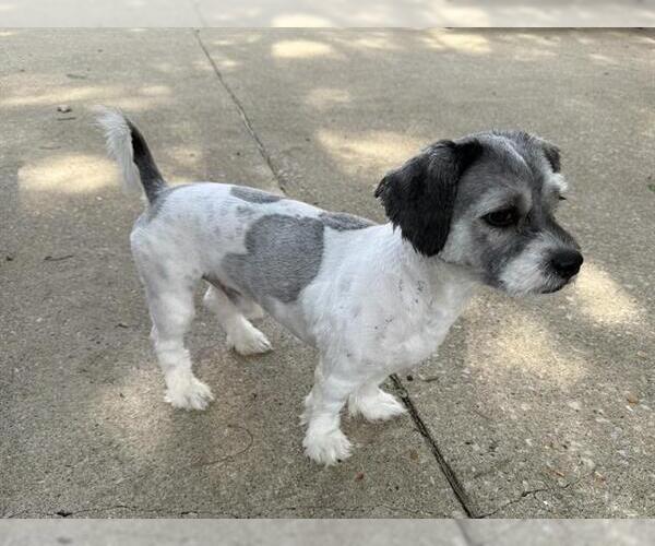 Medium Photo #1 Lhasa Apso-Unknown Mix Puppy For Sale in Aurora, IL, USA