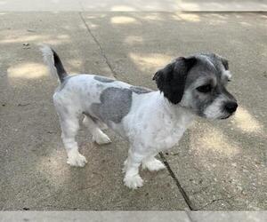 Lhasa Apso-Unknown Mix Dogs for adoption in Aurora, IL, USA