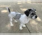 Small Lhasa Apso Mix