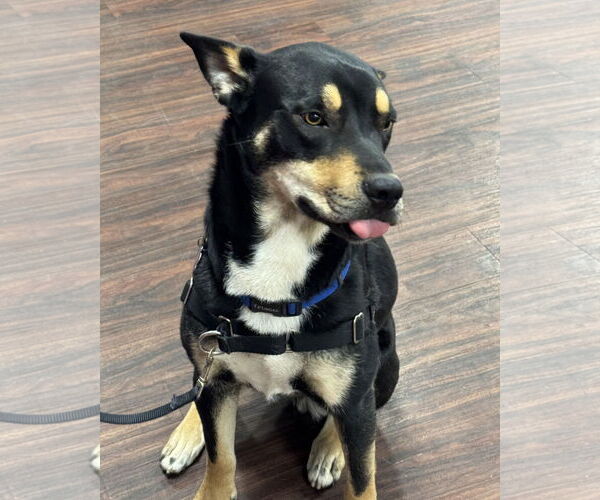 Medium Photo #7 Siberian Husky-Unknown Mix Puppy For Sale in Fort Worth, TX, USA