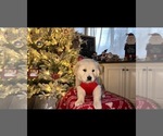 Small Photo #9 Golden Retriever Puppy For Sale in GRASS VALLEY, CA, USA