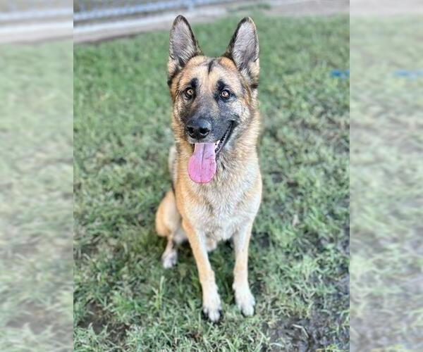Medium Photo #1 German Shepherd Dog Puppy For Sale in Riverside, CA, USA