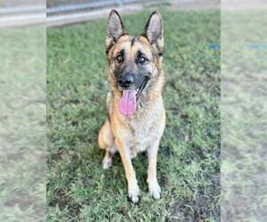 German Shepherd Dog Dogs for adoption in Riverside, CA, USA
