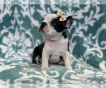 Small Photo #2 Faux Frenchbo Bulldog Puppy For Sale in LAKELAND, FL, USA