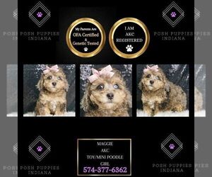 Poodle (Miniature) Puppy for sale in WARSAW, IN, USA