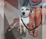 Small #16 American Bulldog