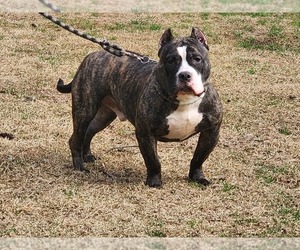 American Bully Puppy for sale in PEACHTREE CORNERS, GA, USA