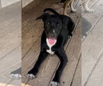 Small #7 Labrador Retriever Mix