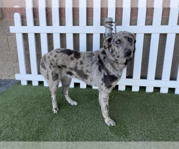 Medium Photo #1 Australian Shepherd-Catahoula Leopard Dog Mix Puppy For Sale in Modesto, CA, USA