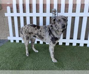 Australian Shepherd-Catahoula Leopard Dog Mix Dogs for adoption in Modesto, CA, USA