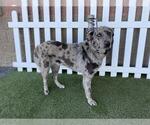 Small Australian Shepherd-Catahoula Leopard Dog Mix
