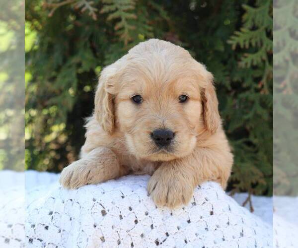 Medium Photo #1 Goldendoodle Puppy For Sale in NEW ENTERPRISE, PA, USA