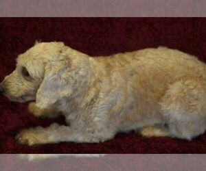 Mother of the Goldendoodle (Miniature) puppies born on 07/13/2021