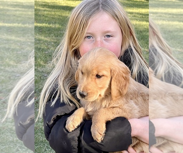 Medium Photo #4 Golden Retriever Puppy For Sale in WOODSTOCK, CT, USA