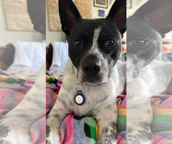 Medium Photo #8 Mutt Puppy For Sale in Derwood, MD, USA