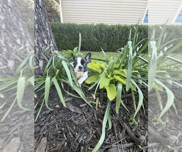Medium Photo #7 Boston Terrier Puppy For Sale in FREDONIA, KS, USA