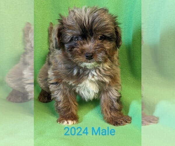 Medium Photo #4 Australian Shepherd-Poodle (Toy) Mix Puppy For Sale in CLARE, IL, USA