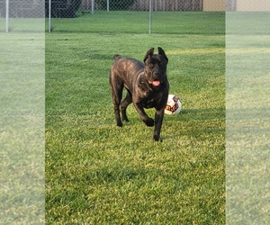 Mother of the Cane Corso puppies born on 01/16/2025