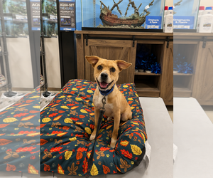 Drake - certified best buddy - Male American Pit Bull Terrier-Beagle Mix Dog for Adoption - Photo #2