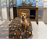 Small #1 American Pit Bull Terrier-Beagle Mix