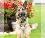 Small #2 German Shepherd Dog Mix