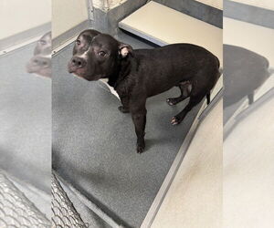 American Pit Bull Terrier Dogs for adoption in Glen Allen, VA, USA