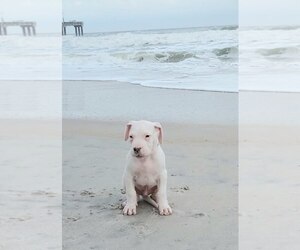 Dogo Argentino Puppy for sale in PANAMA CITY BEACH, FL, USA