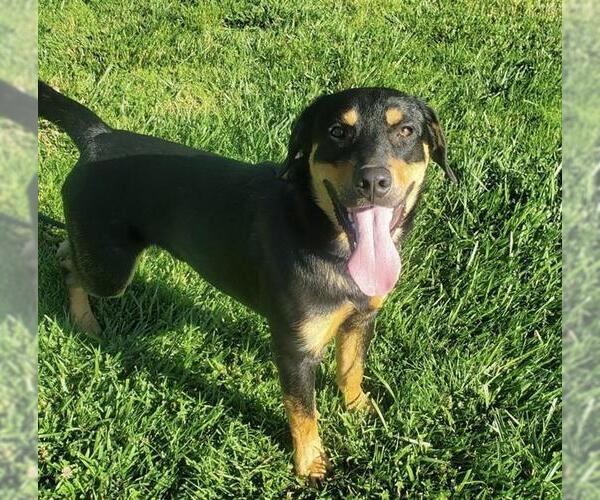 Medium Photo #2 Rottweiler-Unknown Mix Puppy For Sale in Placerville, CA, USA